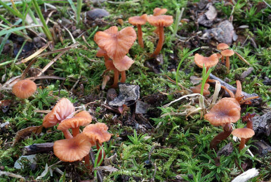 Image of Laccaria ohiensis (Mont.) Singer 1947