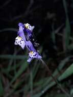 Plancia ëd Linaria amethystea subsp. amethystea