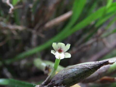 Image de Scaphyglottis leucantha Rchb. fil.