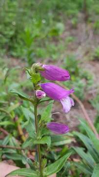 Image of gentian beardtongue