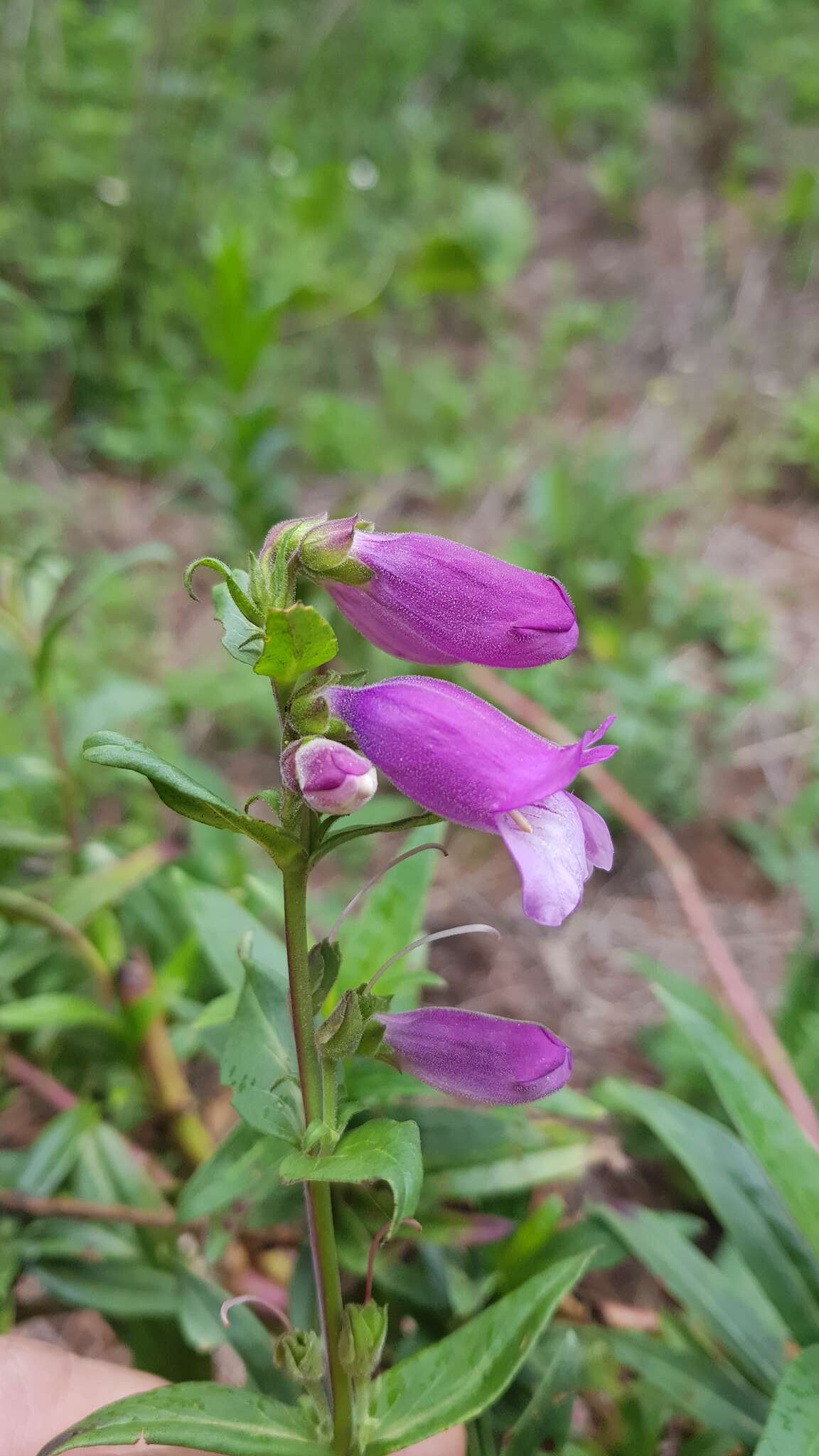 Penstemon gentianoides (Kunth) Poir.的圖片