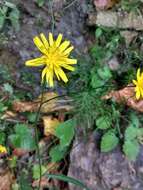 Image of Lapsana communis subsp. intermedia (M. Bieb.) Hayek