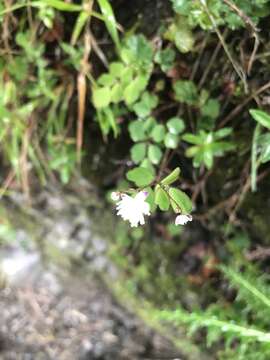 Thalictrum urbainii Hayata resmi