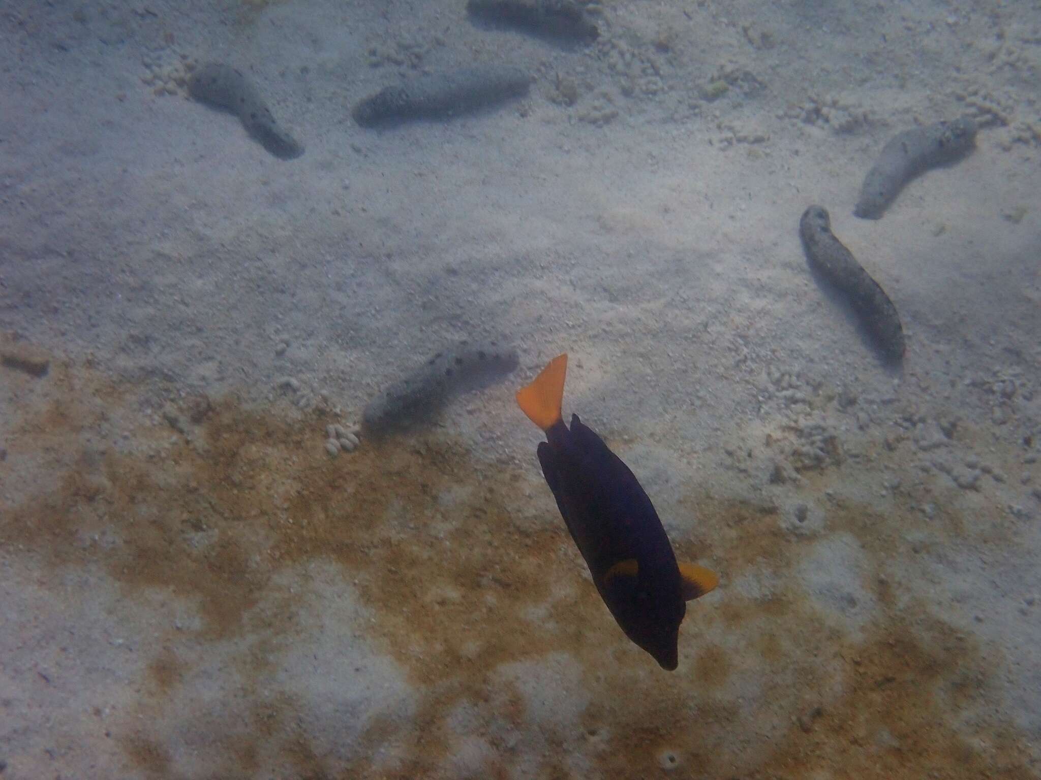 Image of Dusky Sailfin Tang