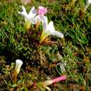 Image of Oxalis amblyosepala Schlechter