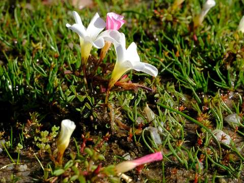 صورة Oxalis amblyosepala Schlechter