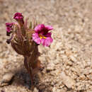 Plancia ëd Diplacus thompsonii G. L. Nesom