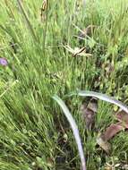 Sivun Triteleia ixioides subsp. scabra (Greene) L. W. Lenz kuva