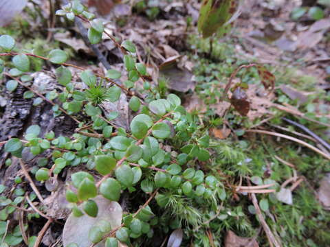 Image of creeping snowberry