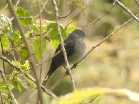 Image of Slaty Elaenia