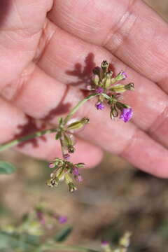 Слика од Acleisanthes chenopodioides (A. Gray) R. A. Levin