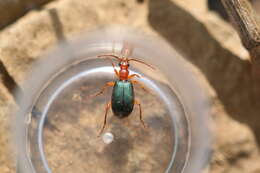 Image of Bombardier beetle