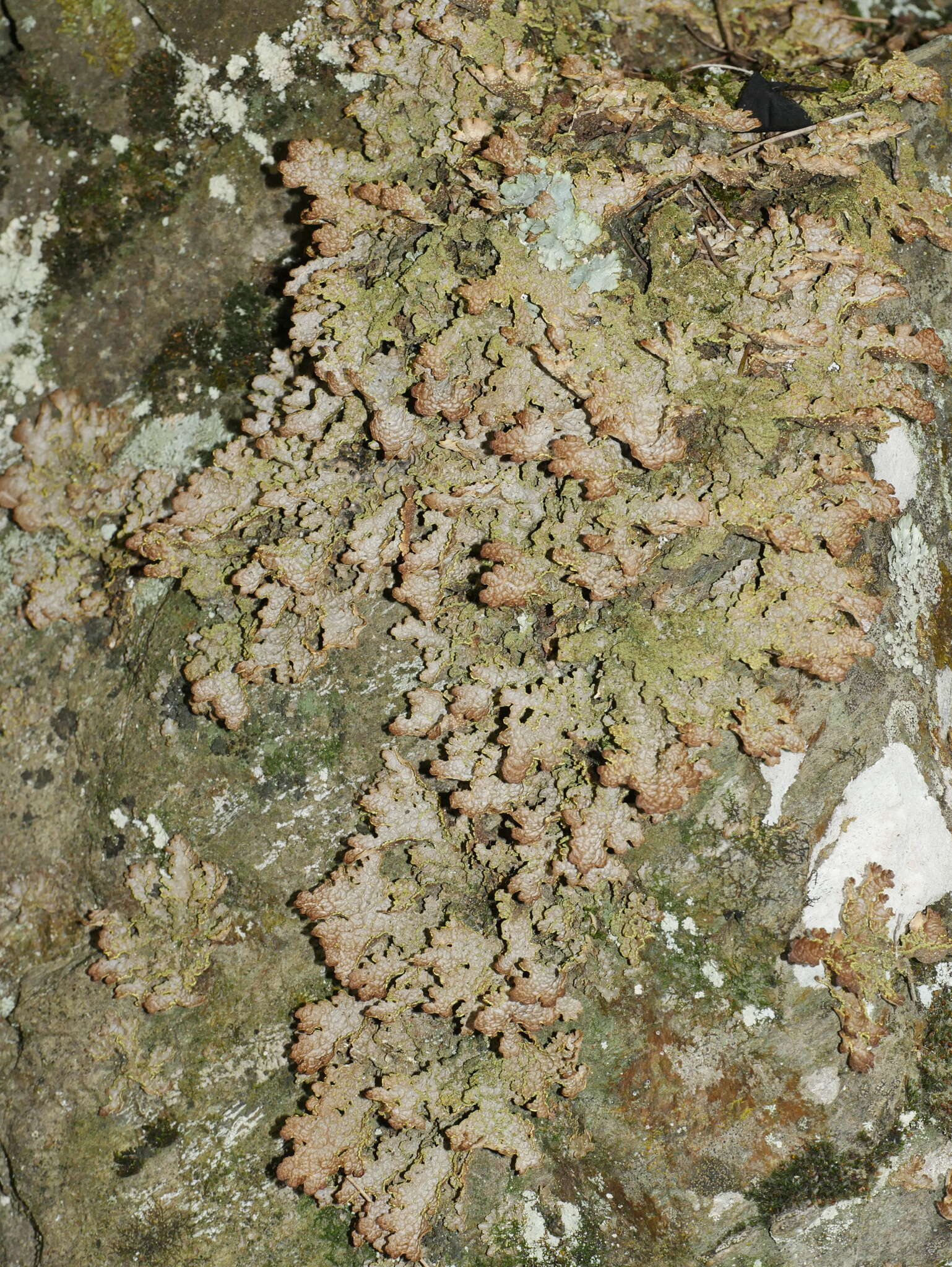 Image de Pseudocyphellaria neglecta (Müll. Arg.) H. Magn.