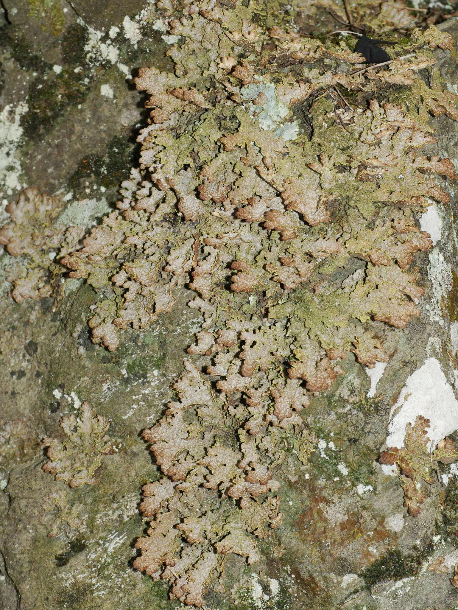 Слика од Pseudocyphellaria neglecta (Müll. Arg.) H. Magn.