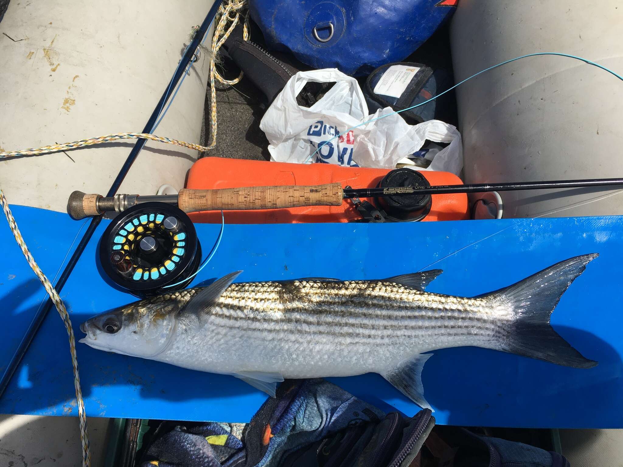 Image of Striped mullet