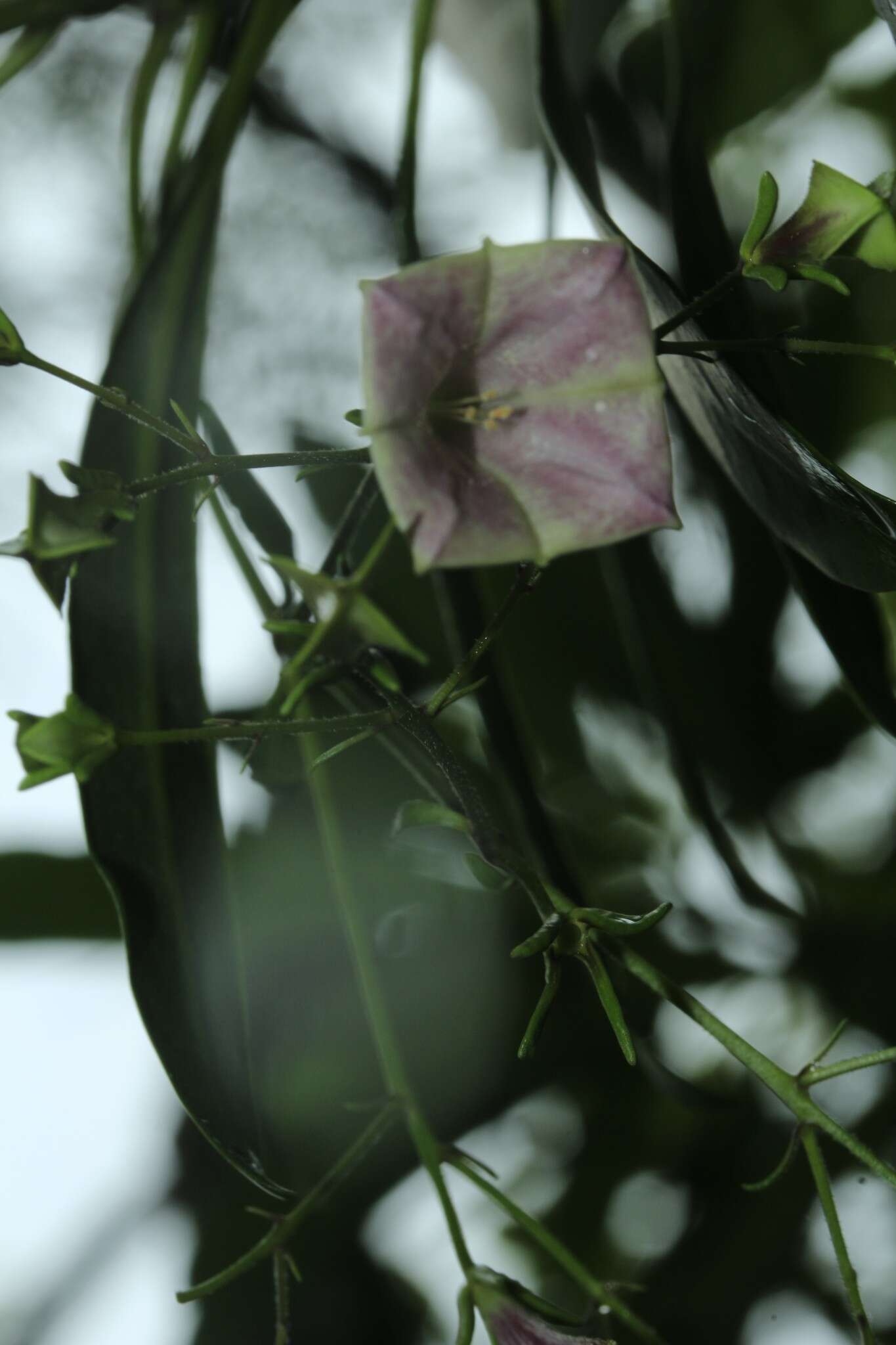 Image de Thiollierea parviflora (Schltr. & K. Krause) Barrabé & Mouly