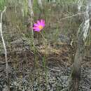 Image of Sabatia decandra (Walter) R. M. Harper