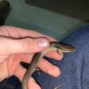 Image of a Slender Bluetongue