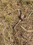 Image of Mexican Kingsnake