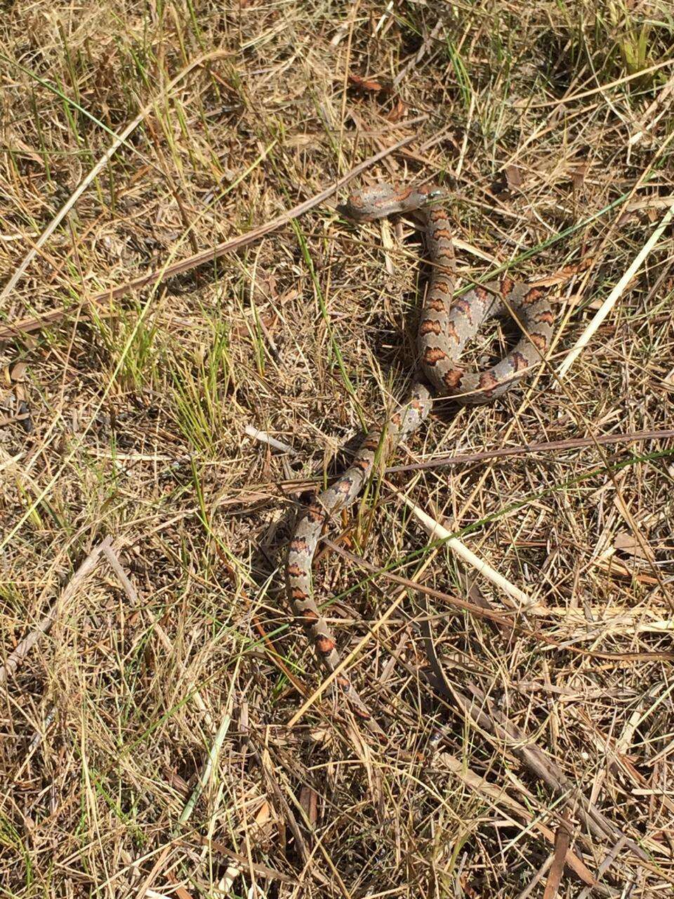 Image of Mexican Kingsnake