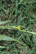 Image of Scorzonera parviflora Jacq.