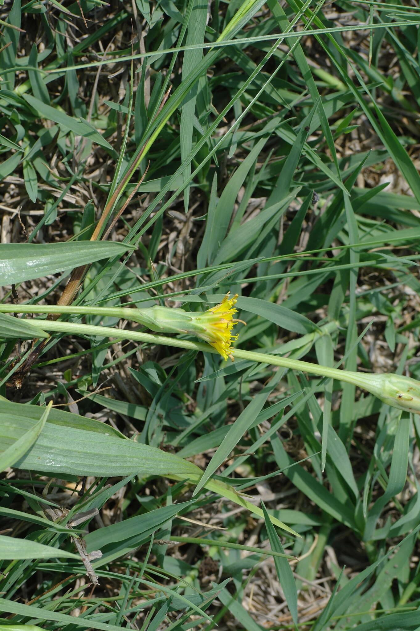 Image of Scorzonera parviflora Jacq.