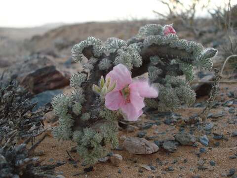 Image of Monsonia multifida E. Mey.