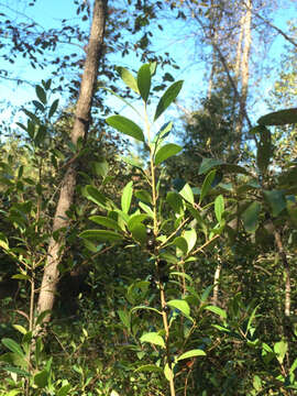 Слика од Ilex coriacea (Pursh) Chapman