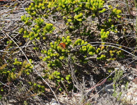 Image of Agathosma eriantha (Steud.) Steud.