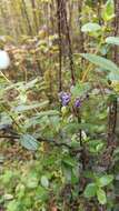 Image of woolyleaf ceanothus