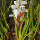 Image of Disa tenella subsp. pusilla H. P. Linder