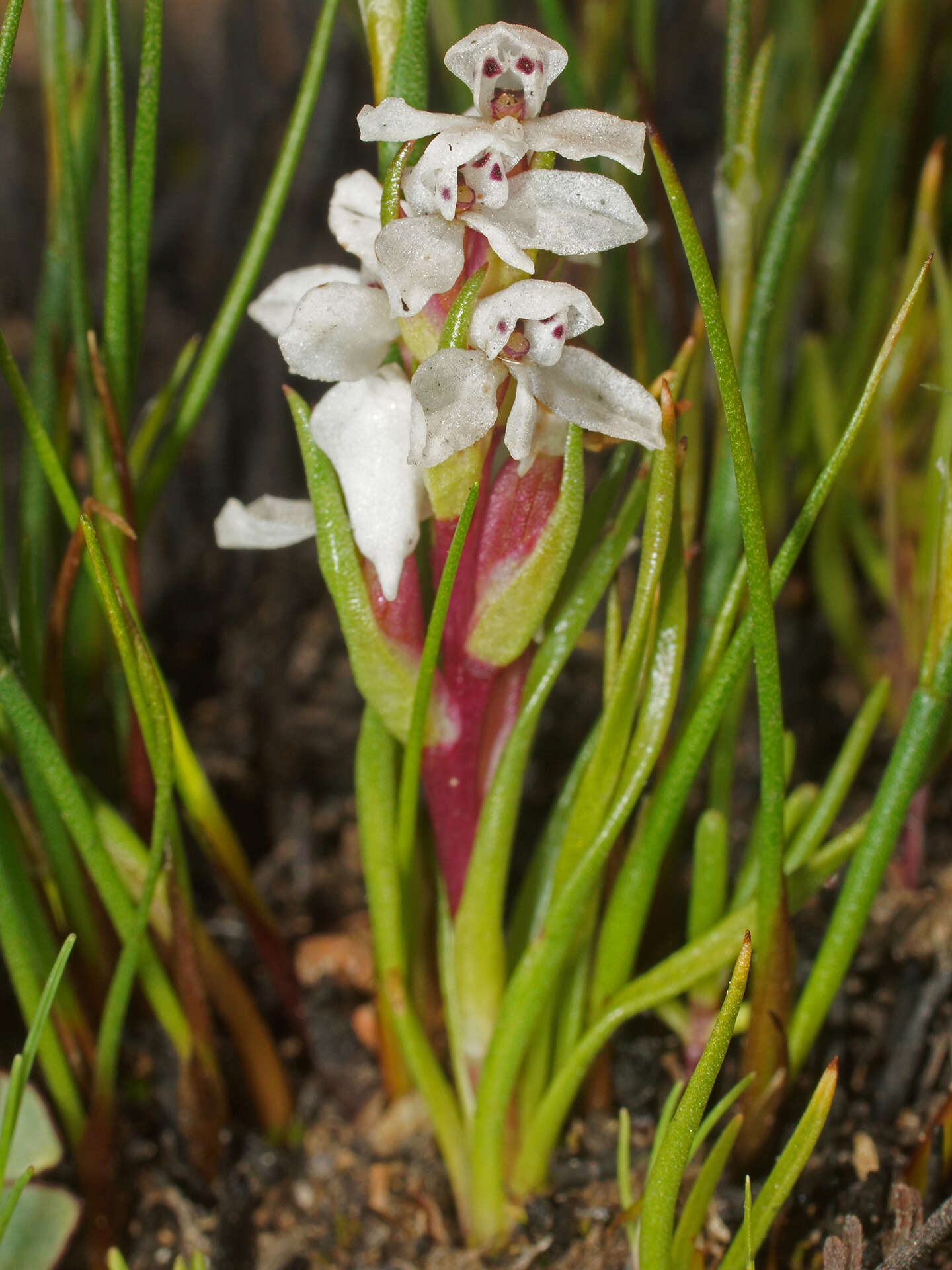 Image of Disa tenella subsp. pusilla H. P. Linder