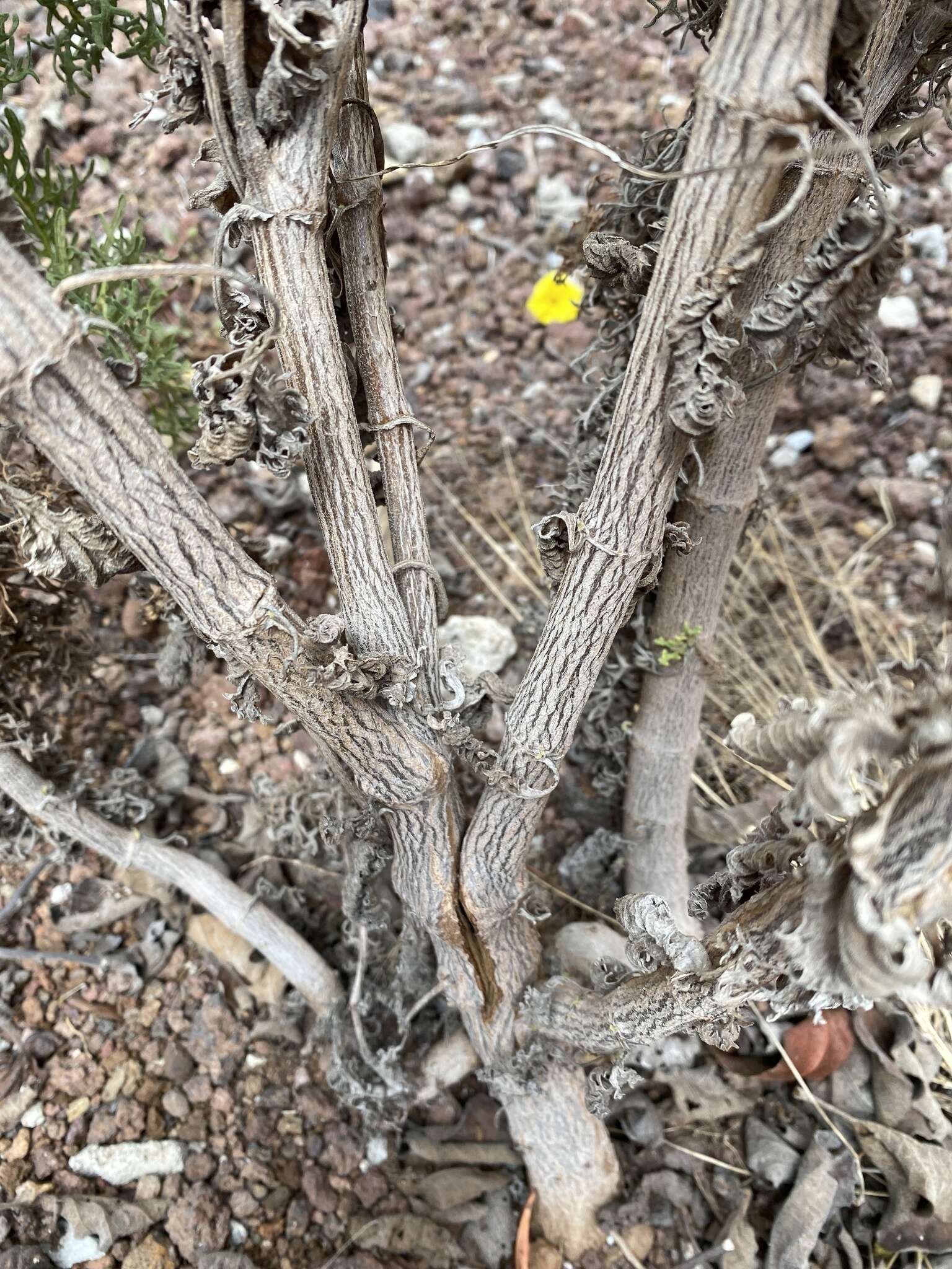 Lecocarpus darwinii H. Adsersen resmi