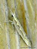 صورة Plutella xylostella Linnaeus 1767