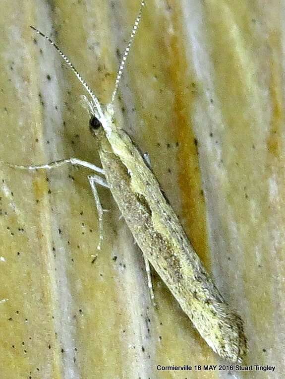 صورة Plutella xylostella Linnaeus 1767