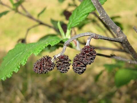 Imagem de Alnus incana subsp. rugosa (Du Roi) R. T. Clausen