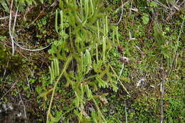 Image of Lycopodium japonicum Thunb. ex Murray