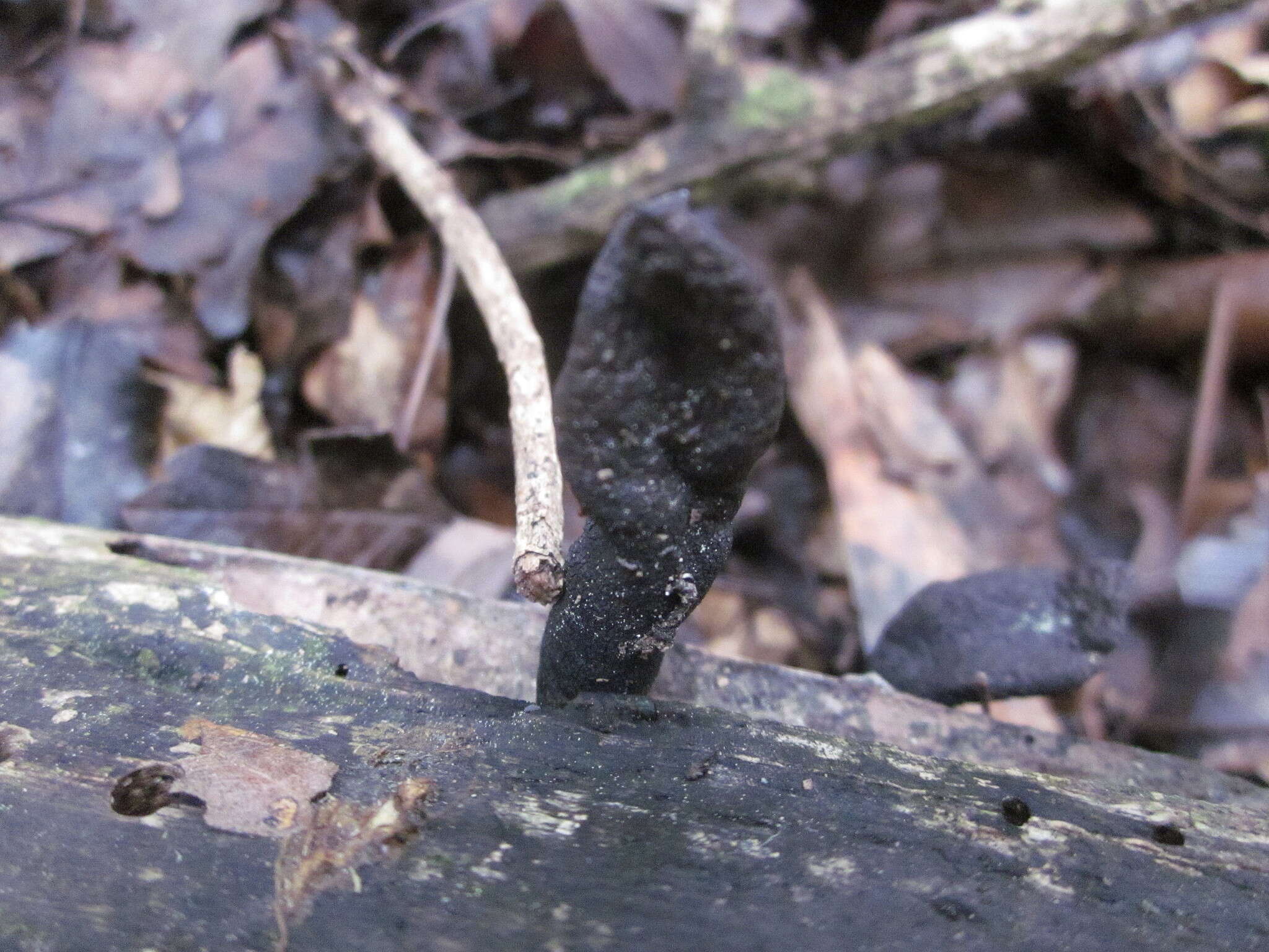 Imagem de Xylaria castorea Berk. 1855