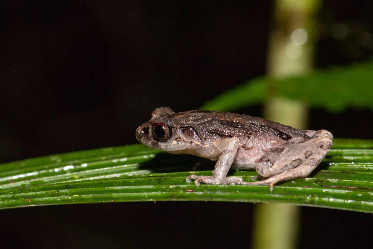 Leptobrachella sabahmontana (Matsui, Nishikawa & Yambun 2014)的圖片