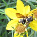 Imagem de Paranthidium jugatorium lepidum (Cresson 1878)