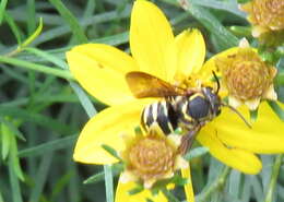 Image of Paranthidium jugatorium lepidum (Cresson 1878)