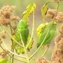 Image of Caracas Parrotlet