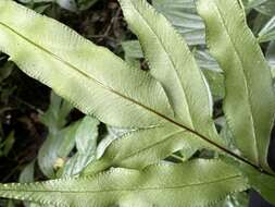 Image of Pteris formosana Bak.