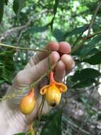 Image of Mischocarpus exangulatus (F. Müll.) Radlk.