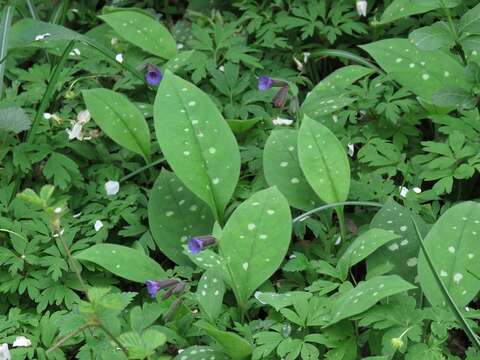 Sivun Pulmonaria stiriaca A. Kerner kuva