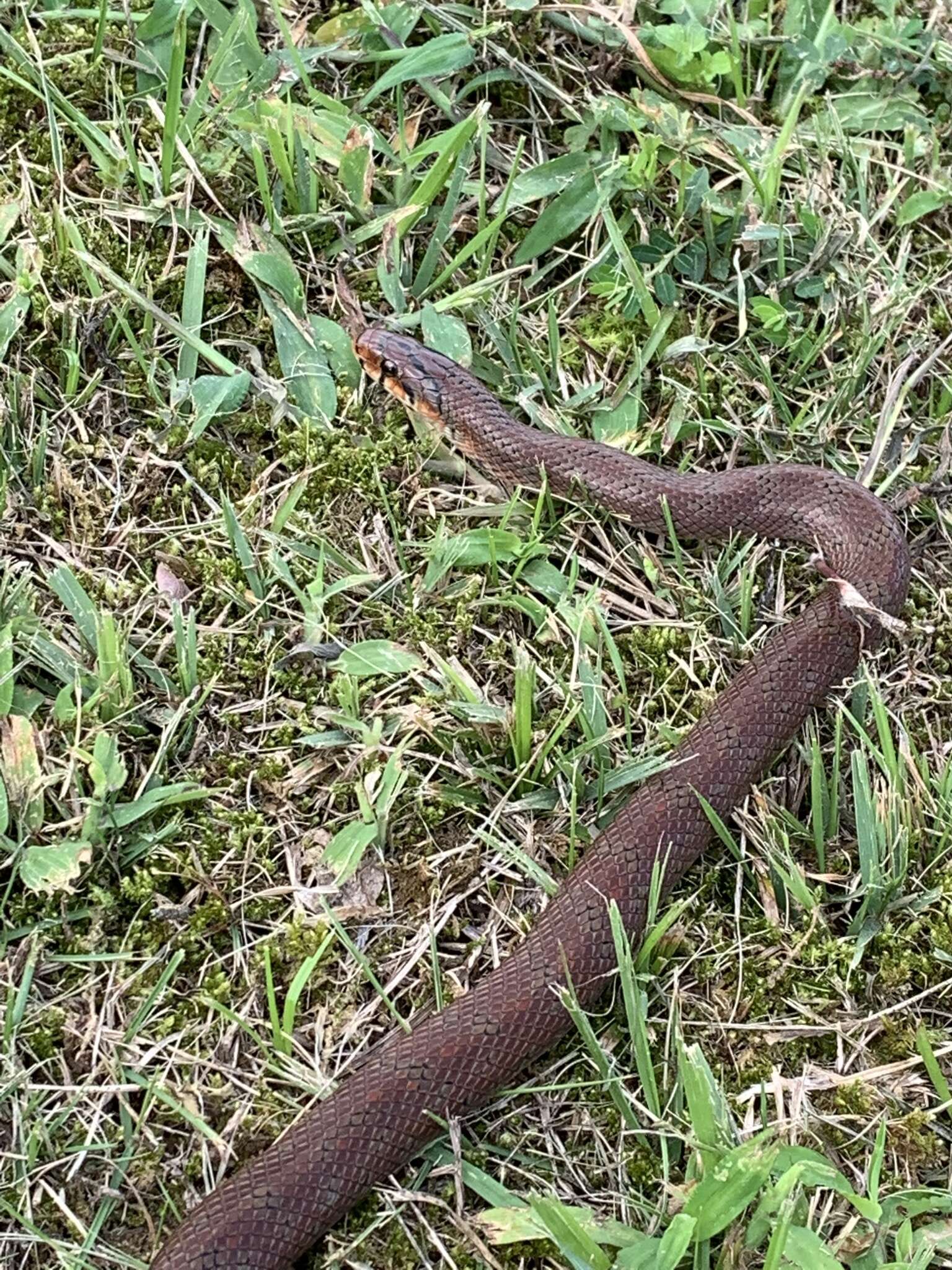 Image of Burrowing Ratsnake