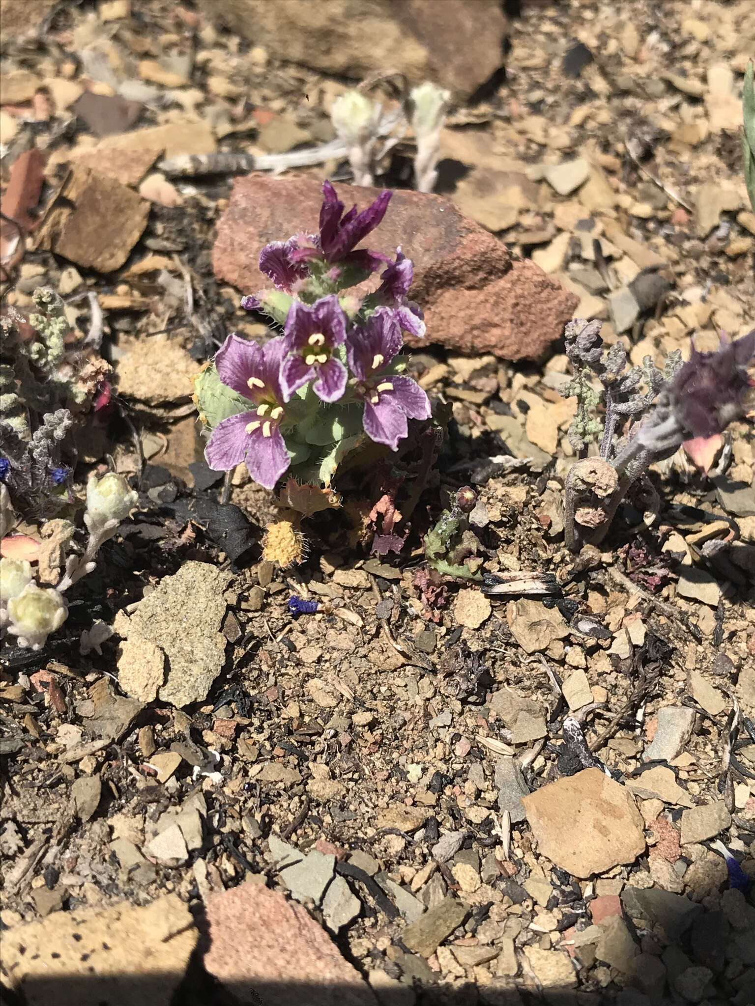 Image of Mt. Hamilton jewelflower