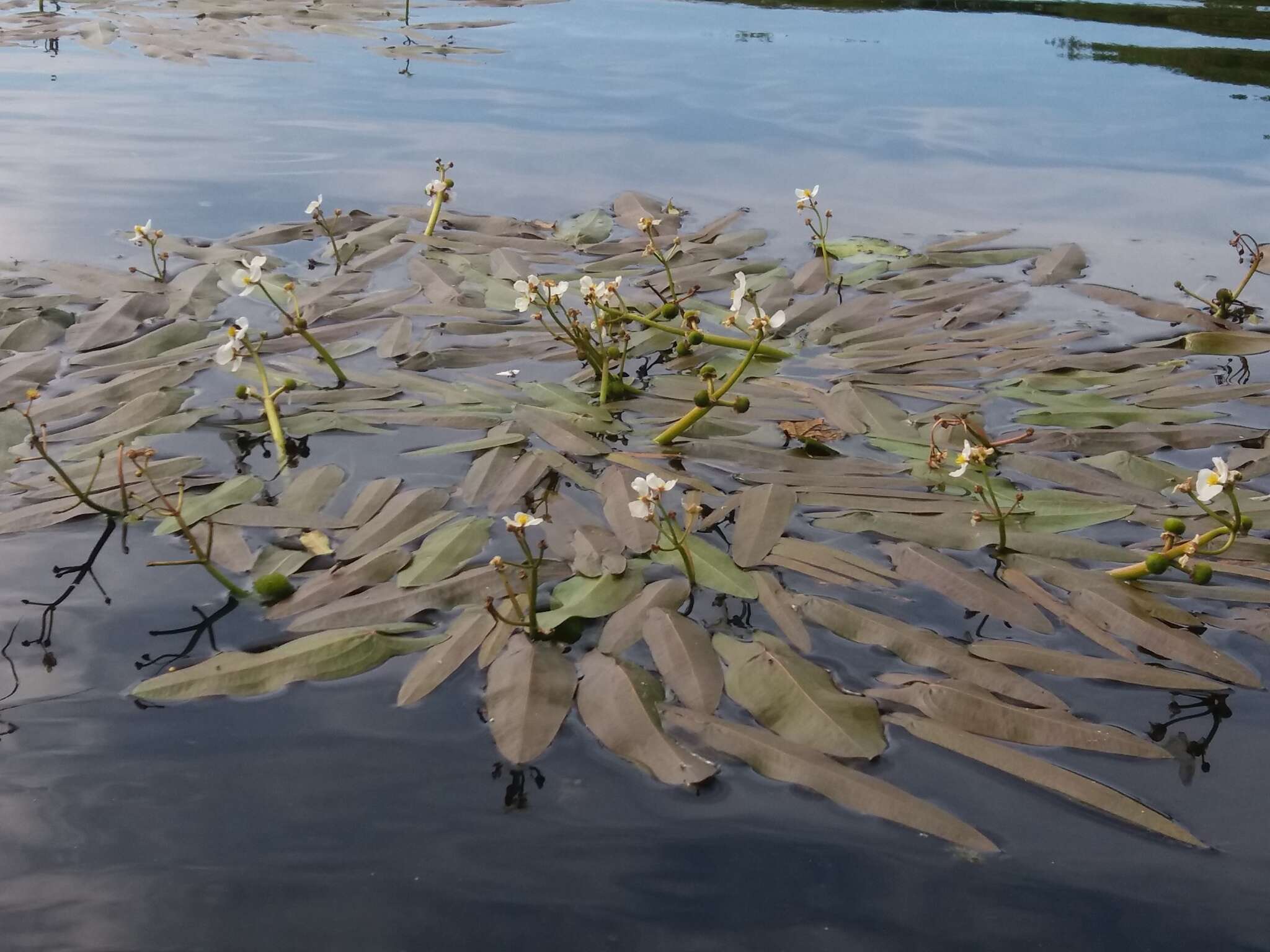 Image of Sagittaria natans Pall.