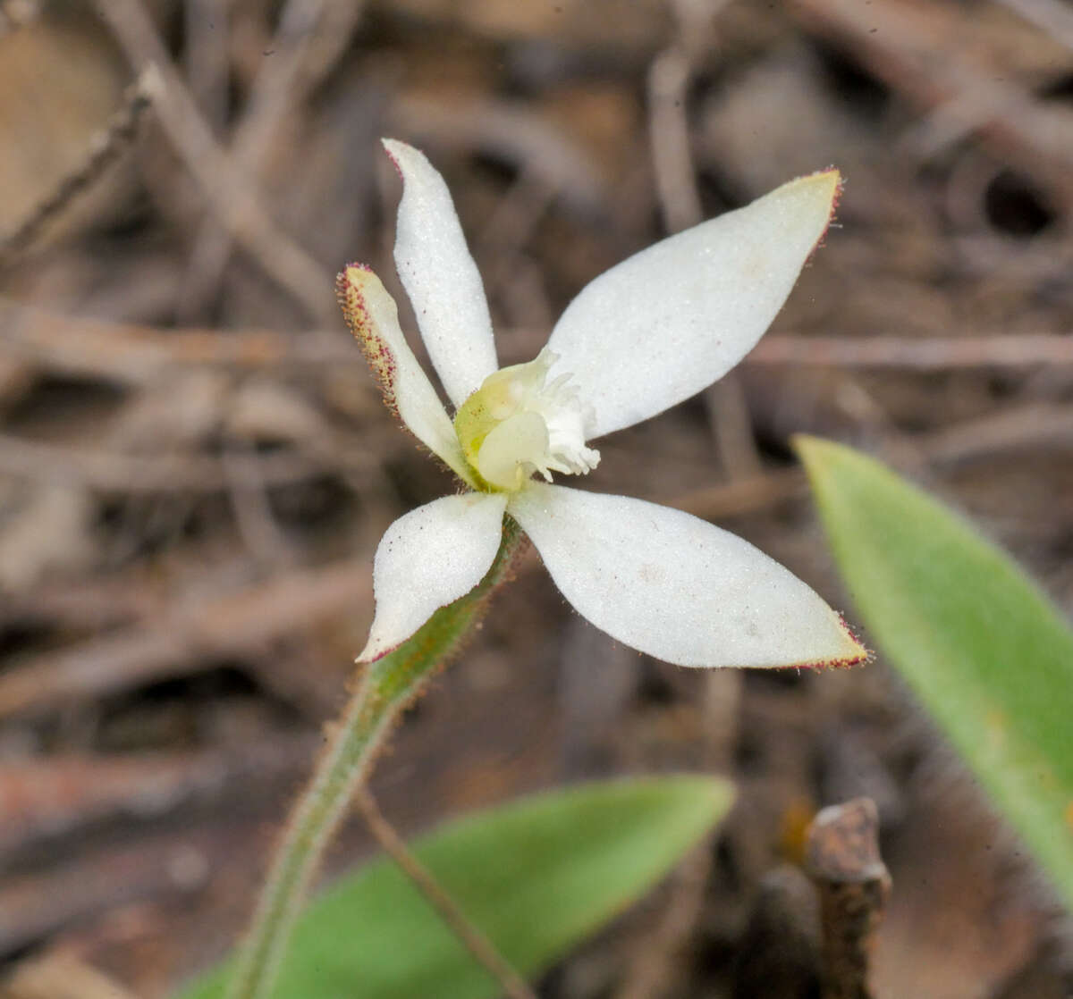 Image of Caladenia marginata Lindl.