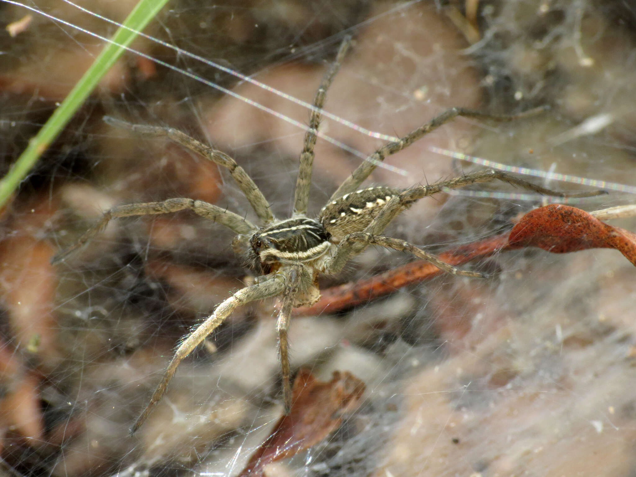 Image of Sosippus californicus Simon 1898